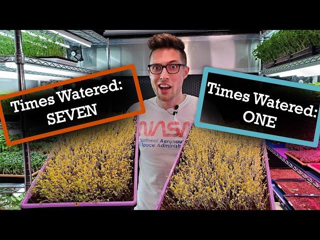 Watering Microgreens for Easy Germination! Mustard Micros