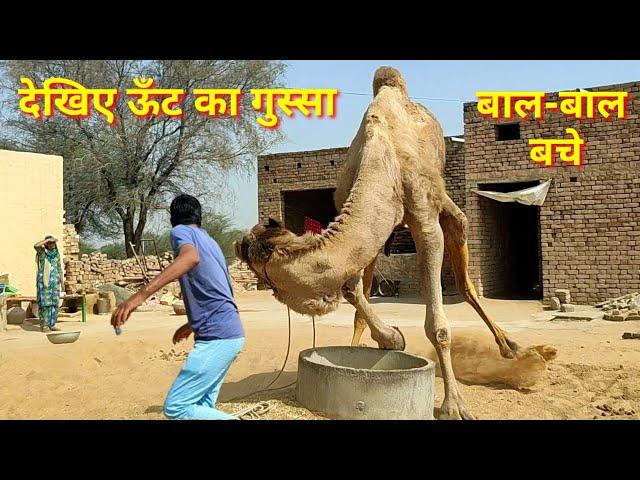 Never do such carelessness with the camel. The camel is afraid of the younger sister. ऊँट का गुस्सा