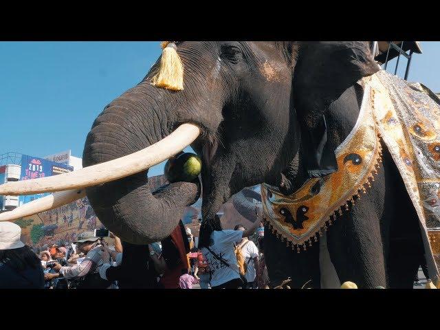 Elephant Round-Up Festival in Surin, Thailand