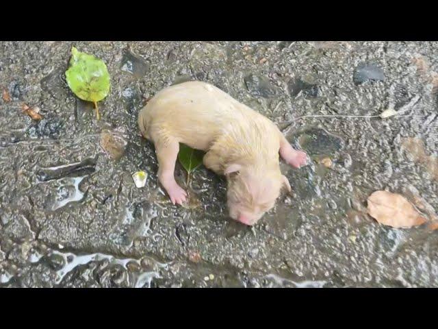 In the heavy rain, the newborn puppy trembled and tried to crawl step by step to find its mother