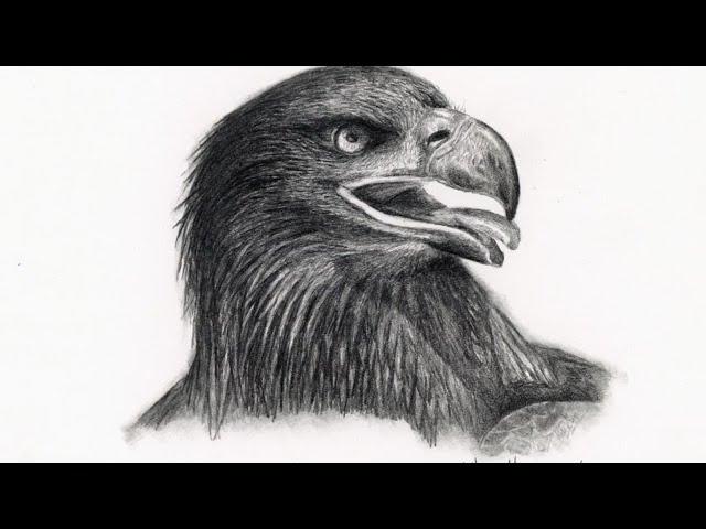 Sketching a SassePhoto Eagle - LIVE!