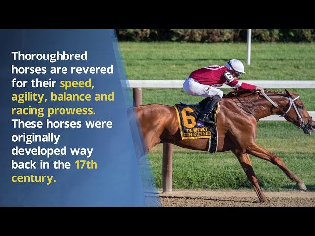 Interesting Horse Breeding Facts Worth Knowing - Richard Schibell Racing