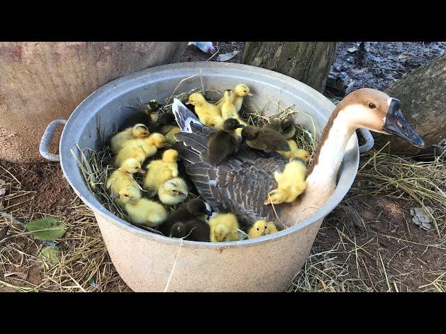 Amazing Goose Hatching Ducklings From Eggs