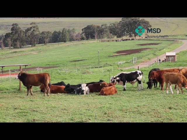 MSD Animal Health Cattle treatment techniques