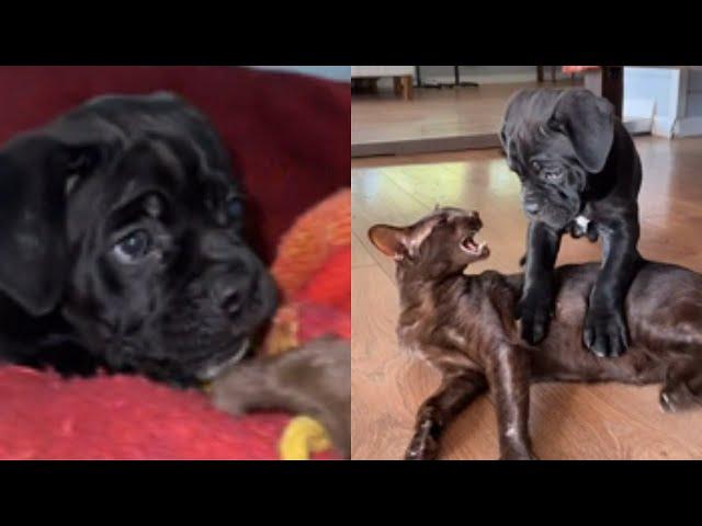 Cane Corso Puppy Is Like I Just Want To Play