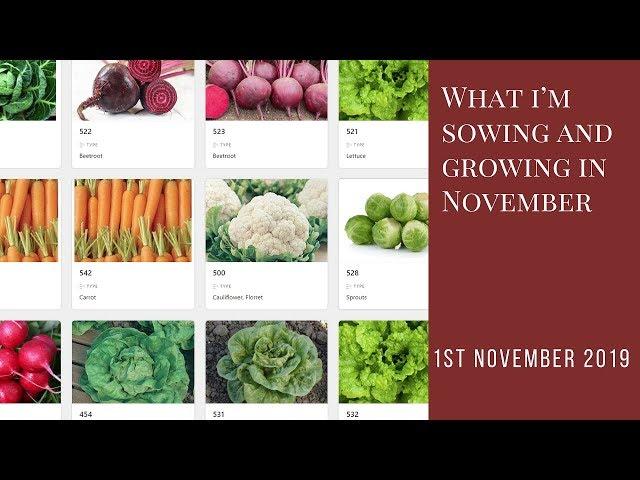 What I'm Sowing and Growing in November