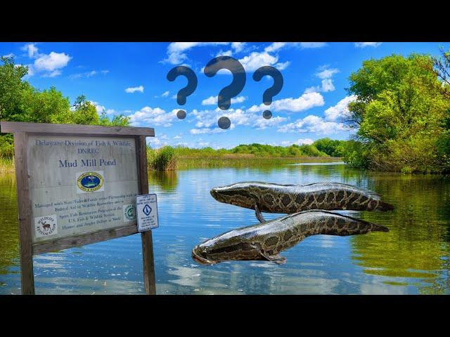 Mud Mill Pond Delaware: Snakeheads??