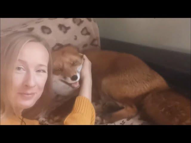 [English Subtitles] Rescued fox loves her Mom - The hehe Friday