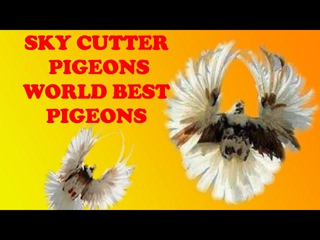 Sky cutter pigeon   Ukrainian sky cutter  polish orlik pigeon