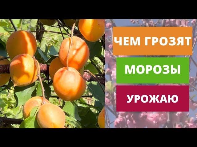 Чем грозят морозы урожаю