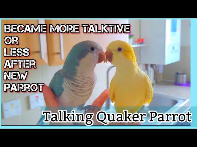 Baby Quaker Parrot Talking and keep asking are you a good boy | Monk Parakeet talking