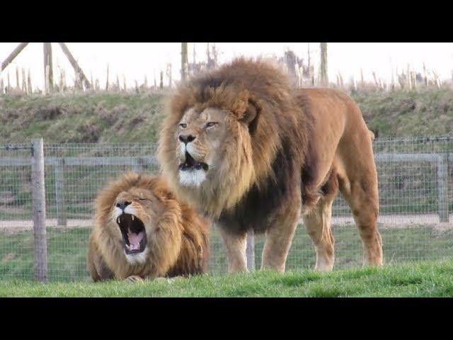 Lions Roaring Compilation