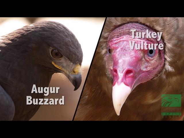 Buzzard vs. Vulture: What's the Difference?