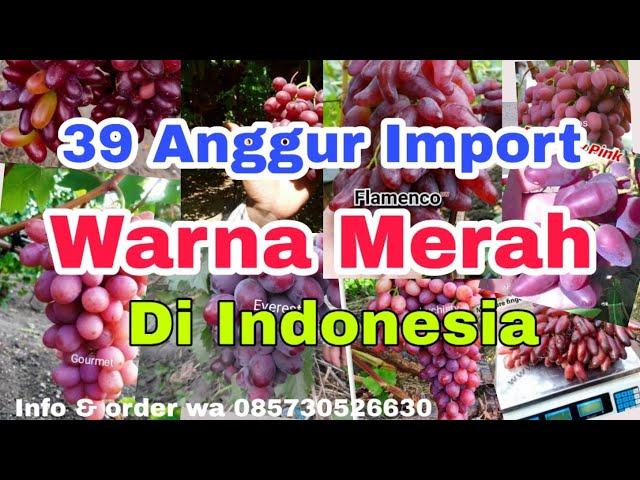 Jenis Anggur Import Warna Merah