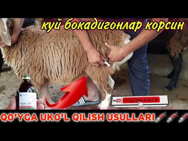 UY SHAROITIDA QO'YLARNI DAVOLASH USULLARI | QO'Y BOQISH SIRLARI | КУЙ БОКИШ УСУЛИ