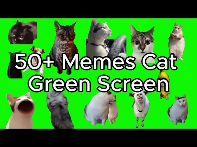 Cat Memes Green Screen