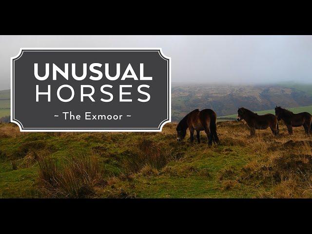 Unusual Horses: The Exmoor