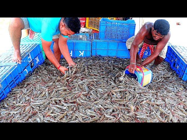 Growing and Harvesting Vannamei Prawns/Shrimps in Ponds | Shrimp Farming Business