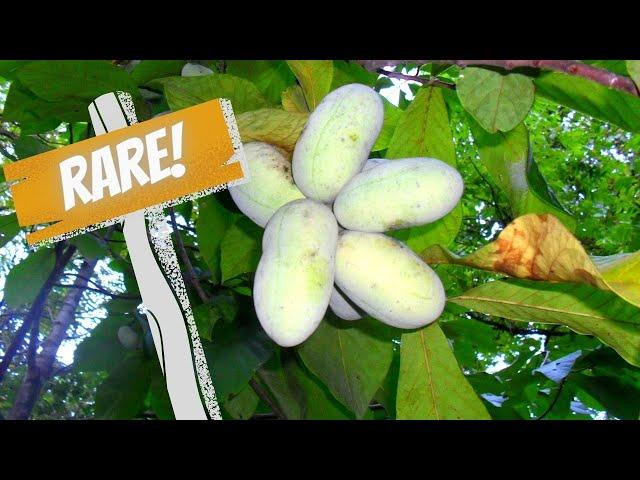 5 Rare Fruit Trees You Need To Grow! | Cold Hardy Fruit To Wow!