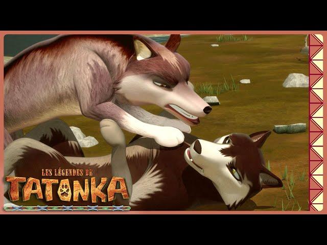 les attaques des loups renégats | Tatonka | Dessins animés d'animaux