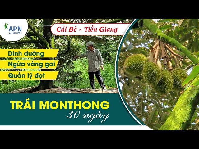 APN - CHĂM SÓC TRÁI SẦU RIÊNG MONTHONG 30 NGÀY | DINH DƯỠNG - NGỪA VÀNG GAI - QUẢN LÝ ĐỌT