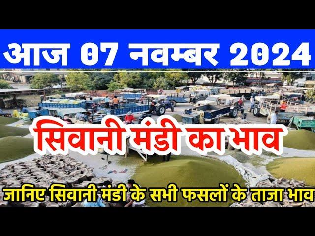 सिवानी मंडी भाव| 07 नवम्बर 2024 आज नरमा कपास गेहूं सरसों मूंग चना ग्वार के भाव| Siwani mandi ke bhav