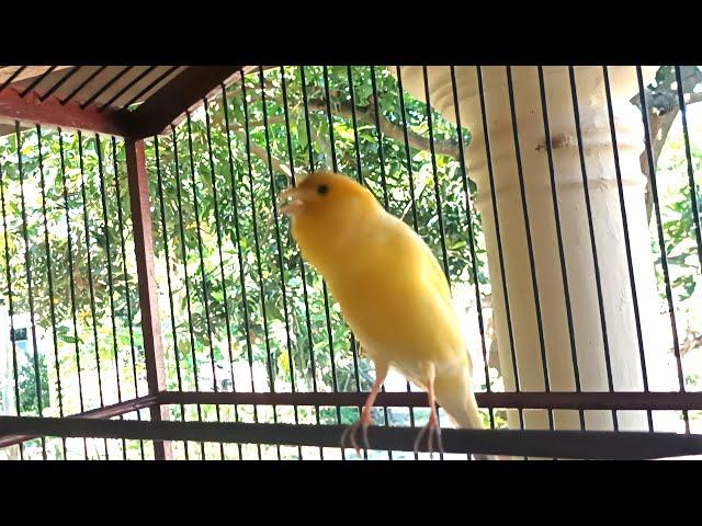 kicau burung kenari gacor ngeroll bisa buat pancingan kenari paud belajar bunyi || kenari gacor!!!