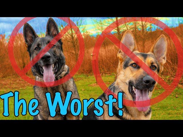 12 Reasons Not to Get a German Shepherd!