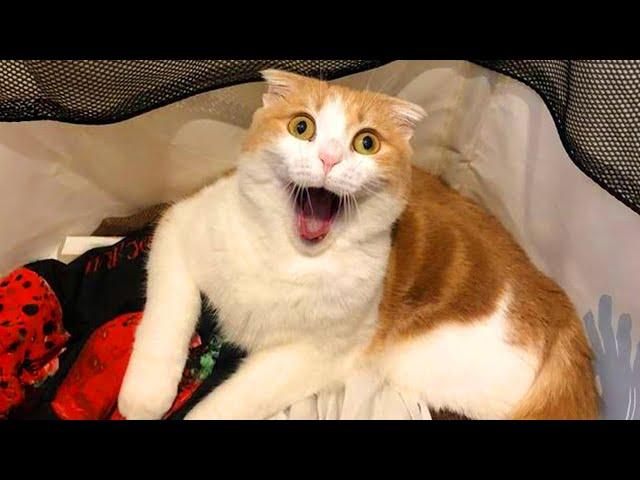 The world's FUNNIEST CATS are here!  Funny ANIMALS videos 2024