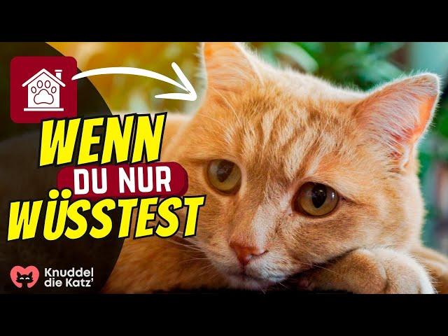 7 Dinge, von denen deine Tierschutz Katze wünschte, du wüsstest sie