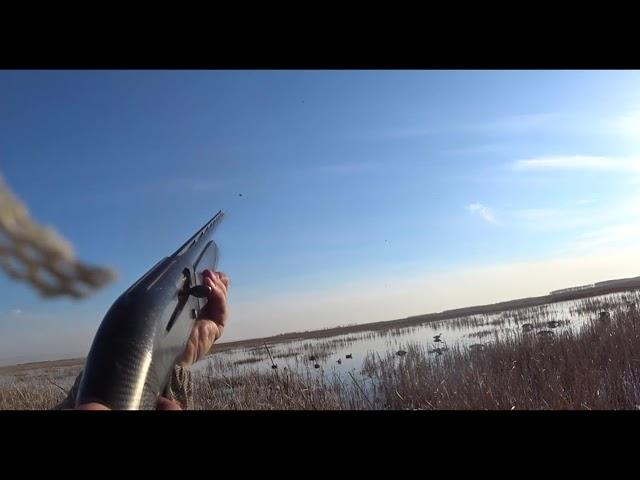 Охота в степи. Гусь и утка (Hunting in the steppe. Goose and duck)