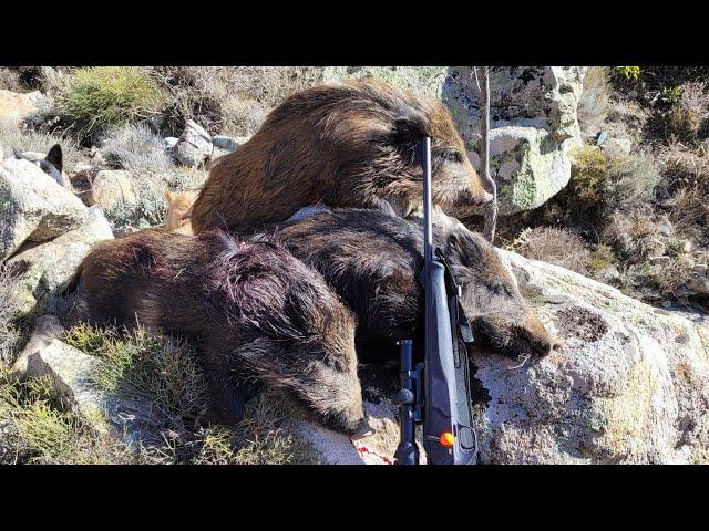 Chasse aux sangliers en Corse à Tox 107 triplé presque quadrulé