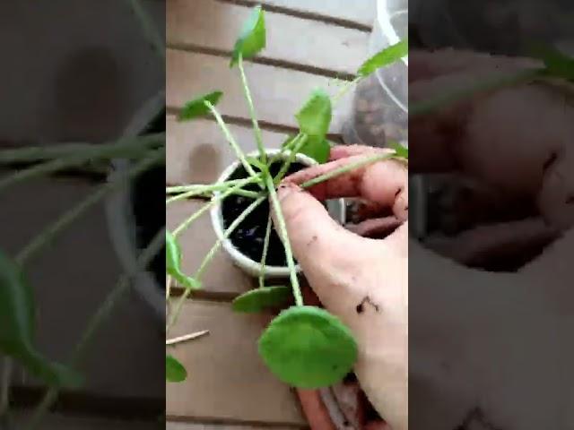 Çin para çiçeği bakımı (Pilea Peperomioides)