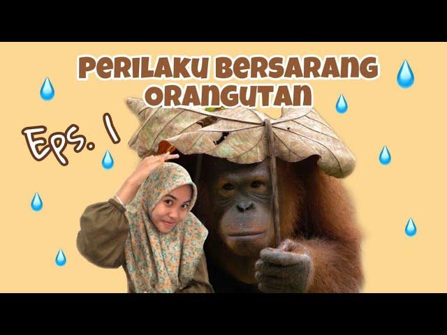 PERILAKU BERSARANG ORANGUTAN