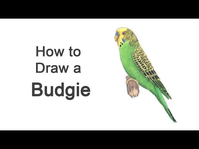 How to Draw a Budgie (Parakeet)