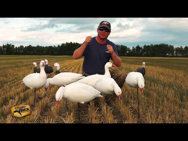 Light Weight EVAC Snow Goose Fullbody Decoys | White Rock Decoys