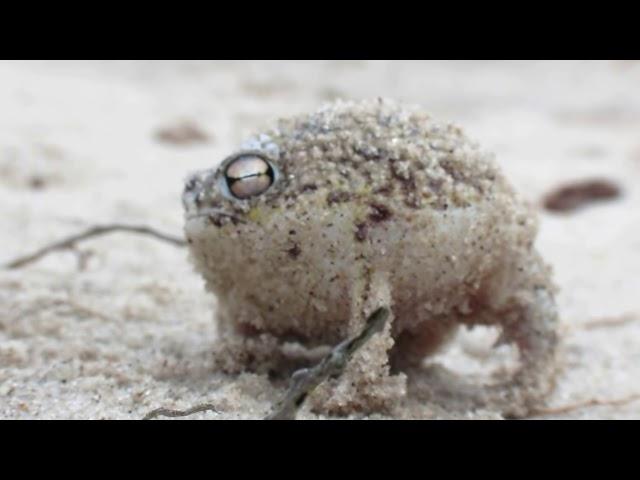 Worlds Cutest Frog - Desert Rain Frog