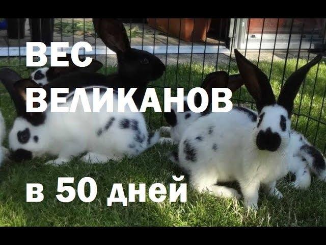 Вес великанов в 50 дней!!! Большие кролики! Определяем пол великанов.