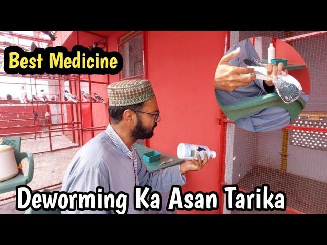 Best Deworming Medicine For Pigeons | Hashim Mahmood Pigeons