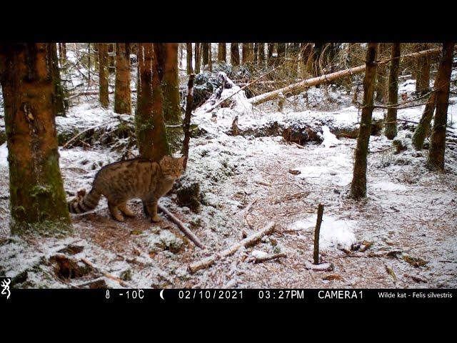 Wildcamerabeelden vanuit de Ardennen 16: Wilde kat, wasbeer, boommarter, wild zwijn, ree,...