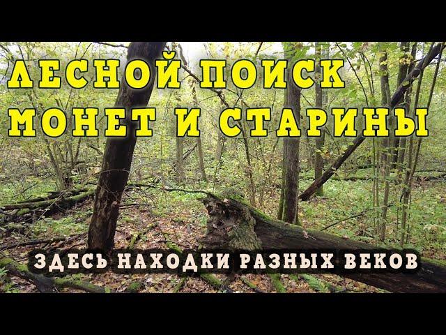 Лесной поиск монет и старины. Найденное место в лесу снова порадовало находками!