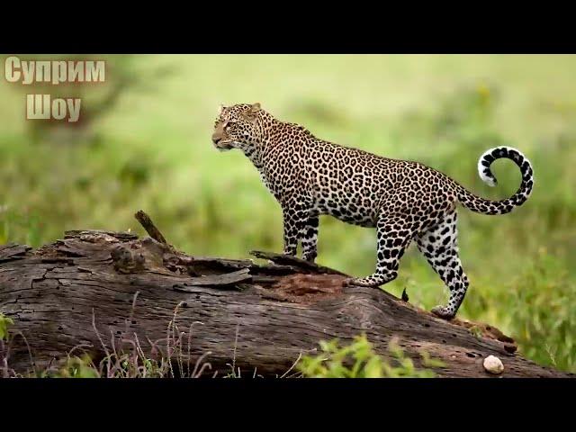 LEOPARD VS DOGS! Leopard attacks Dogs Leopard in action PART 4