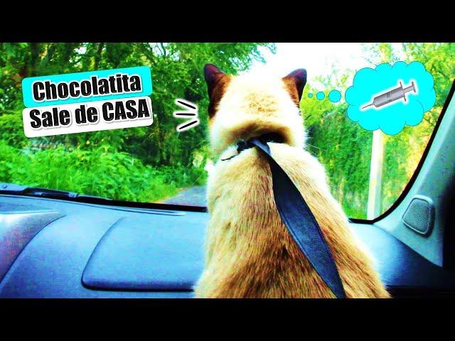  Llevo a mis 3 Gatos al Veterinario!! / CatVlog DivertiCat