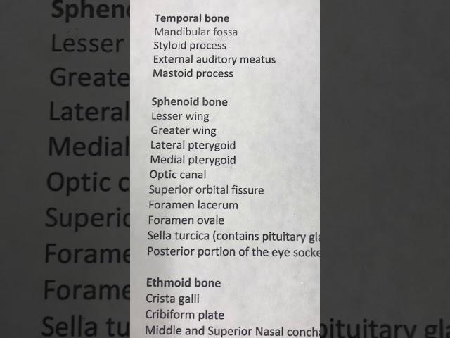 Sphenoid Bone Anatomy