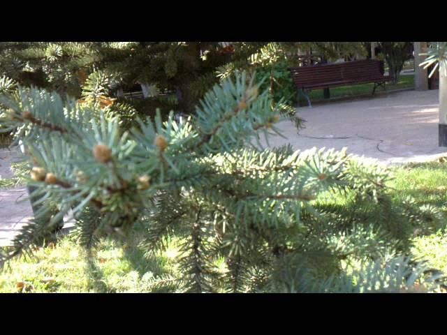 decorative evergreen tree-დეკორატიული მარადმწვანე ხე