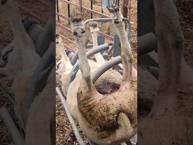 upside down #subscribe #youtubeshorts #shorts #trending #cute #video #viral #farm #sheep #farming