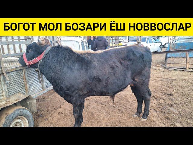 ХОРАЗМ БОГОТ МОЛ БОЗОРИ БОКИЛАДИГАН ХУКИЗЛАР ЯНГИ НАРХЛАРИ 18-ДЕКАБРЯ 2024 Г !!! ХОРАЗМ ОБЗОР