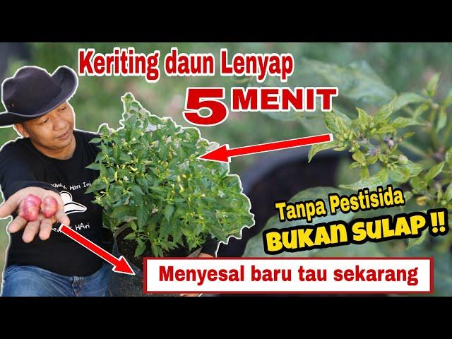 How to cure leaf curl in 5 minutes, without pesticide