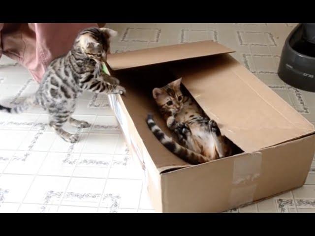15 Minutes of Kittens | CUTEST Kitten Videos 