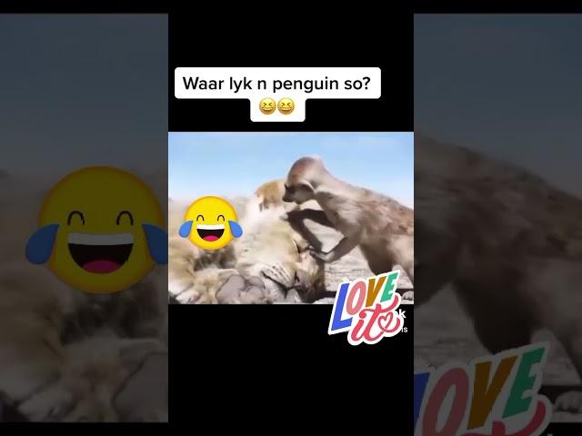 Penguin my bru